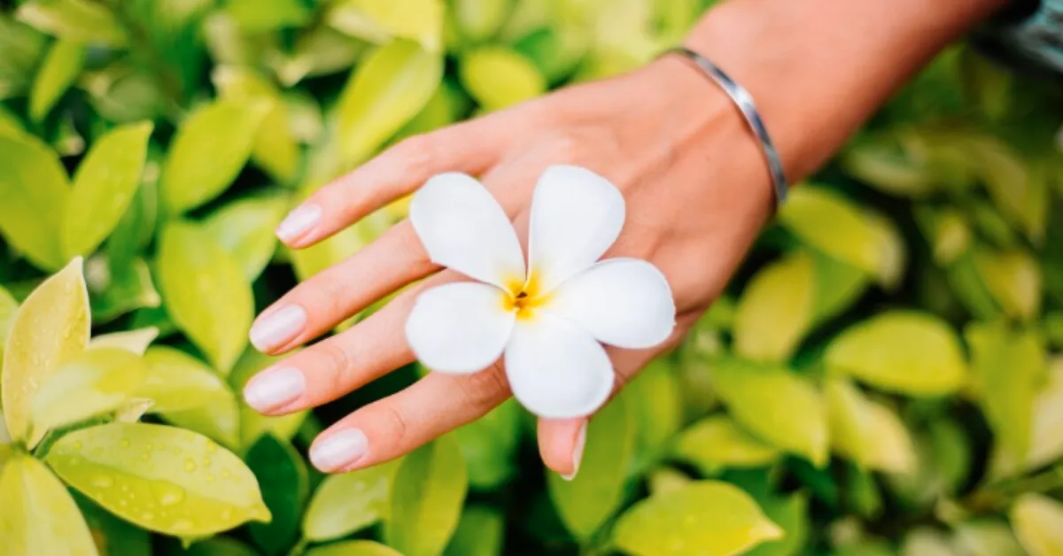 Hand with natural polished nails holding a white plumeria flower over green leaves background.